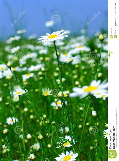 Meadow Camomile Flowers Stock Image Image Of Camomile 2553705
