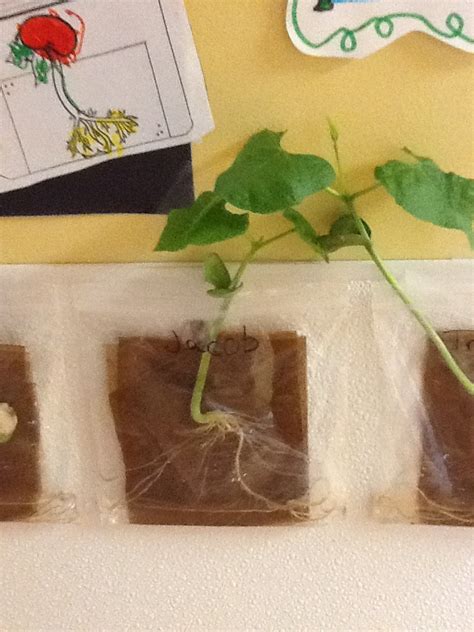 Maybe you would like to learn more about one of these? Plant growth: by using a seed (lima beans work best), damp ...