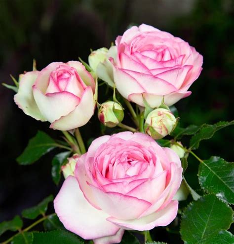 Rosa Eden Rose 85 R Kl Strauchrose Eden Rose 85 Im Pflanzenshop