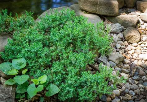 The Dwarf Japanese Garden Juniper (Juniperus Procumbens ‘Nana’) Care