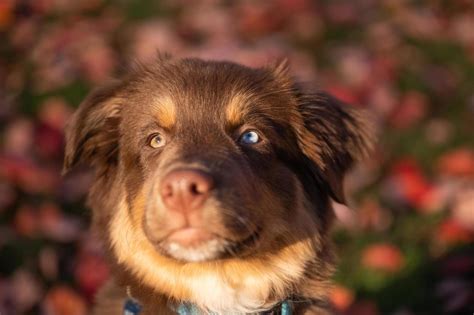 Close Up Portrait Of Brown Australian Shepherd Puppy With Heterochromia