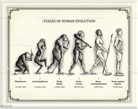 Stadien Der Menschlichen Evolution Stock Vektor Art Und Mehr Bilder Von