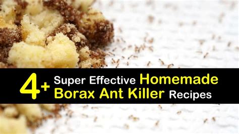 4 Super Effective Homemade Borax Ant Killer Recipes
