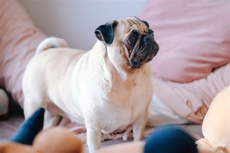 These 10 Dog Breeds Are Prone To Obesity Pawtracks