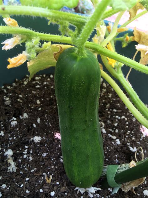 Yes You Can Grow Cucumbers In 5 Gallon Container Buckets Small
