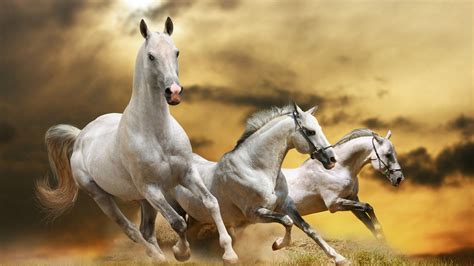 Three Beautiful White Horses Running Wallpaper Download 5120x2880
