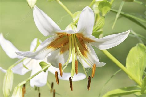 Oriental Lily Lilium Sp Stock Image B5701599 Science Photo