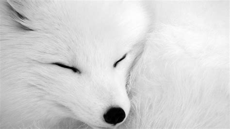 White Fox Wallpapers Wallpaper Cave