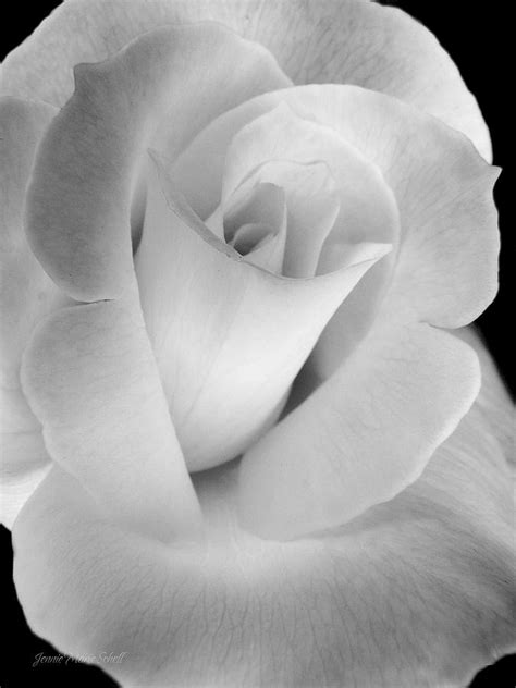 The Silver Rose In Portrait Photograph By Jennie Marie Schell Pixels