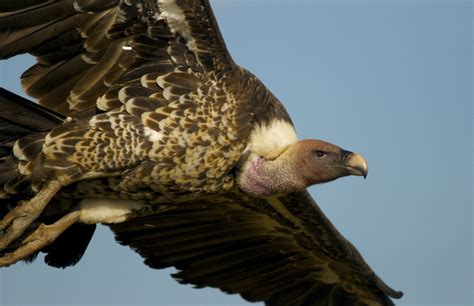 Give Vultures A Little Love Conservationists Say Daily Mail Online