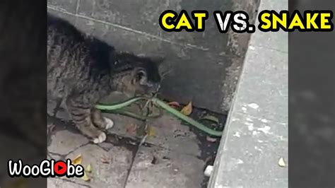 Cat Vs Snake Real Fight Wooglobe Youtube