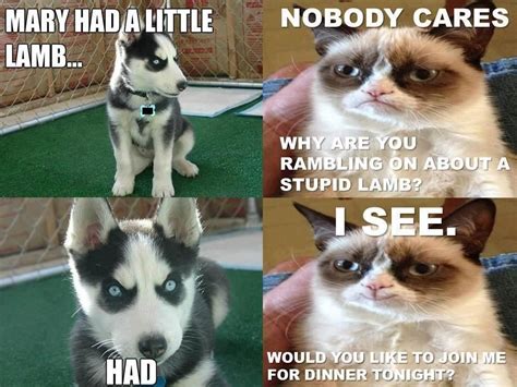 Grumpy Cat And Evil Dog Funny Grumpy Cat Memes Grumpy Cat Humor