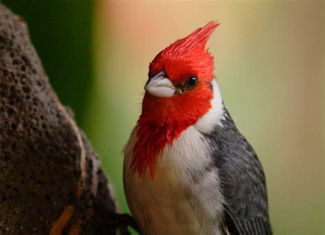A Brazilian Cardinal