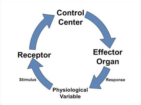 Here are some of the other internal conditions that are regulated: Homeostasis Video 4: Physiological Feedback Loops - YouTube