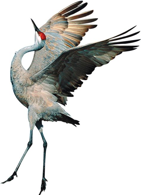 Sandhill Crane Clipart Transparent Transparent Background Crane Bird
