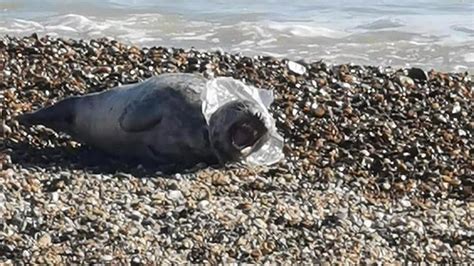 Seal Entangled In Plastic Rescued On Felixstowe Beach Bbc News