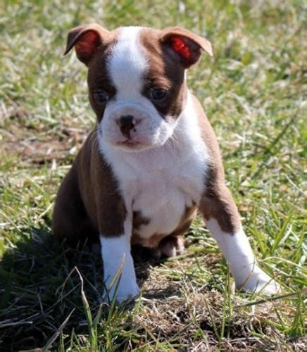 Browse our selection of beautiful puppies for sale. Boston Terrier Puppies for Sale in Livonia, Michigan ...