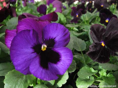 Black and purple flowers acnh. Black and purple pansies | Sara's Fave Photo Blog | Black ...