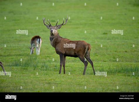 Red Deer Stag Stock Photo Alamy