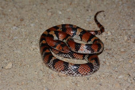 Scarlet Snake Cemophora Coccinea Big Cypress National Pre Flickr