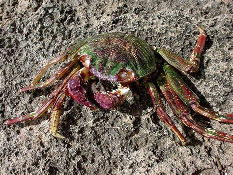 Vacated Crab Carcass Photo Taken Near Poipu Beach Kauai Poipu