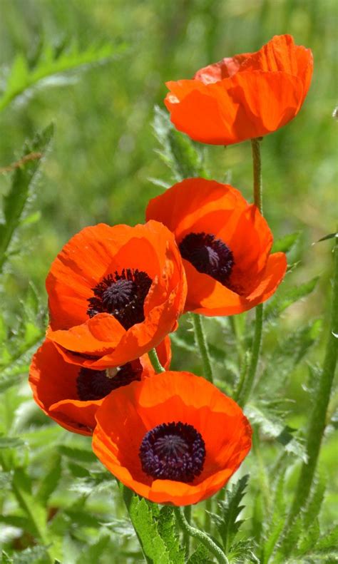 Image via.love the combination of white daisies and forget me nots. Pin by Lynn Jenkins on plants - poppies, orange to red ...