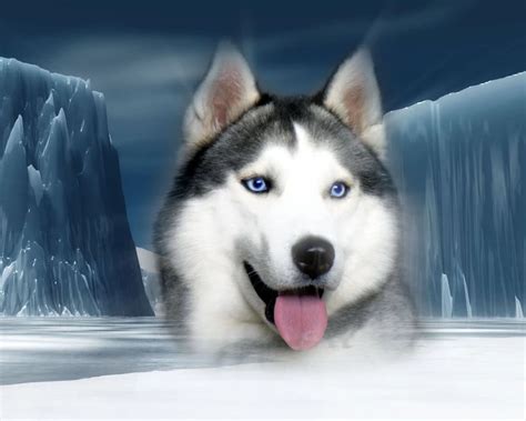 Siberian Husky Dogs Wallpapers 32502218 Fanpop Desktop Background