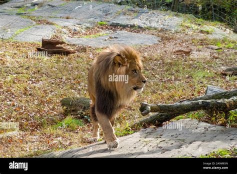 Lion Exhibit The Bronx Zoo Wildlife Conservation Society Bronx Park