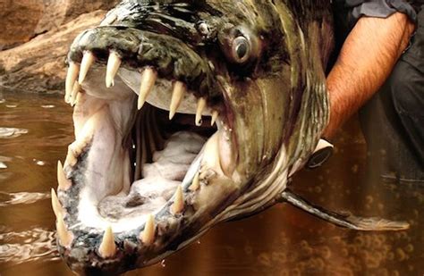 The Goliath Tigerfish The Most Dangerous Fish Of Freshwater Top10animal