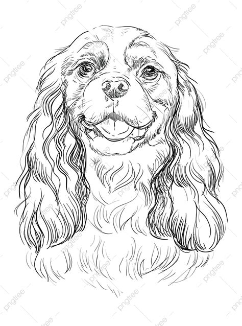 Cavalier King Charles Spaniel Coloring Page Sketch Coloring Page The