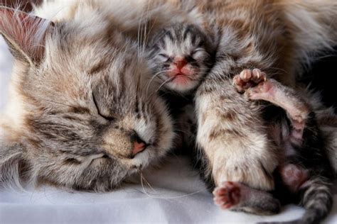 And then she'll just leave them there i can't give you any real personal advice, but i can give you this site, made for those who have newborn/very young kittens to care for. How to Take Care of Newborn Kittens & a Mother Cat ...