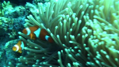 Colorful Clownfish Dance In There Protective Anemone On Australias