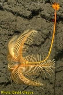 Kumpulan gambar lucu terbaru dengan kategori foto lucu,animasi,cerita ,kata lucu,sexy,dp bbm parabola lucu | gambar lucu terbaru. Crinoidea | BLOG PEMBELAJARAN BIOLOGI