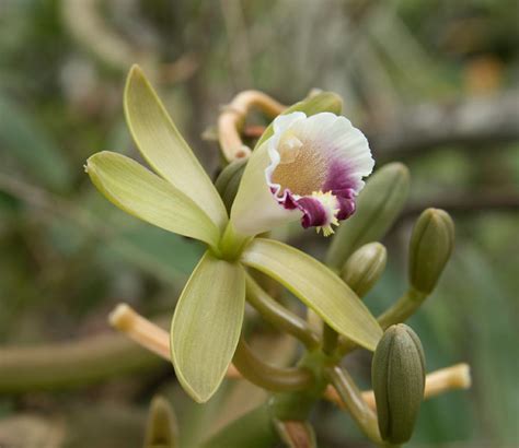 Vanilla barbellata (Leafless Vanilla, Link Vine, Worm Vine): Go Orchids