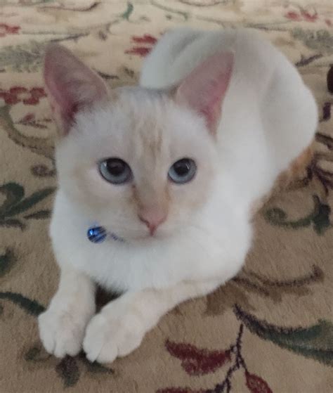 Ginger My Sweet Blue Eyed Flame Point Siamese Cat Siamese Cats