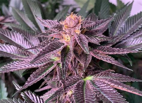 Black Cherry Cheesecake Strain: A Rare And Sweet Treat That Might Help