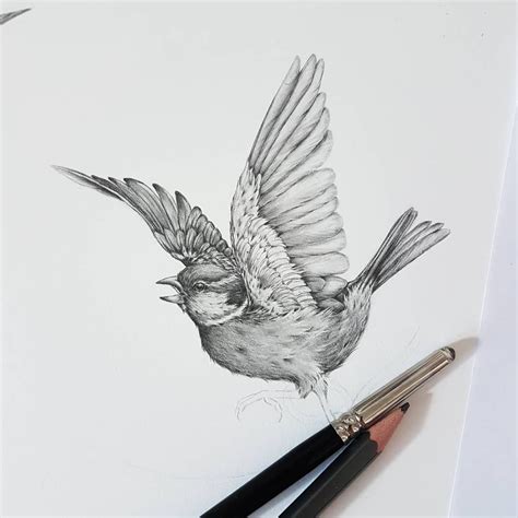 House Sparrow Pencil Drawing By Kerry Jane Bird Drawings Sparrow