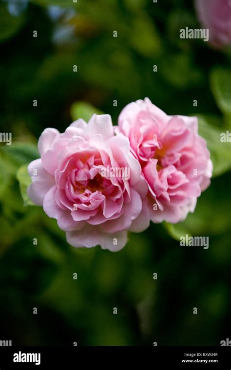 Two Pink Roses Stock Photo Alamy
