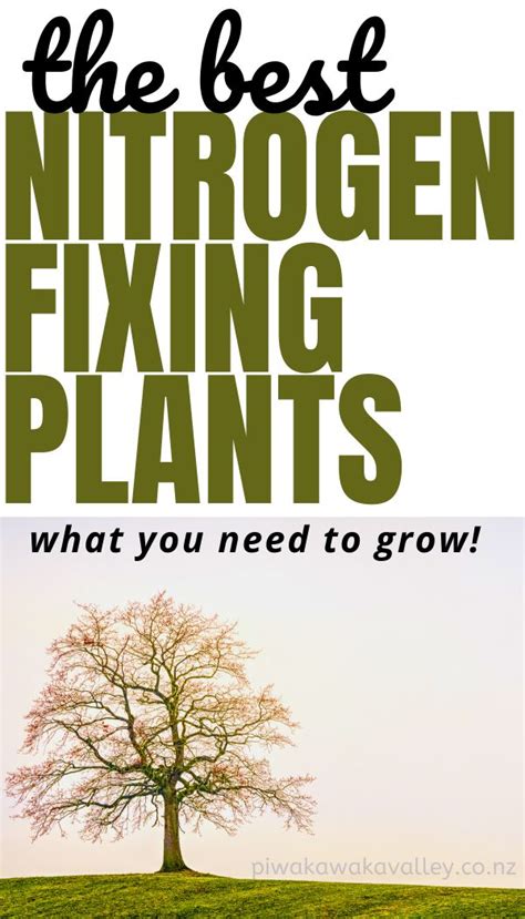 At discovery farms we also use trees and shrubs that fix nitrogen with rhizobium bacteria. The Best Nitrogen Fixing Plants List for your Garden ...