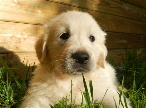 Golden Retriever Puppy Free Stock Photo Public Domain Pictures