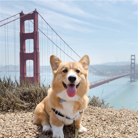 Posted by unknown posted on march 01, 2019 with no comments. A Life without Anorexia: What makes me smile - cute puppies!