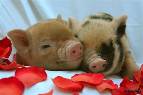 16 Best Petpiggies Micro Pigs At Valentines Images On Pinterest