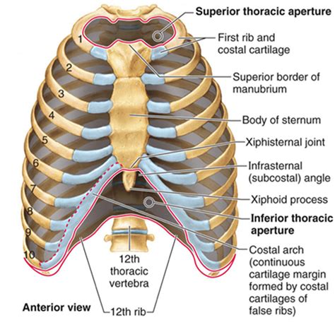 Anatomy Of Chest Ribs Posterior Rib Cage Muscles Thoracic Cage Images