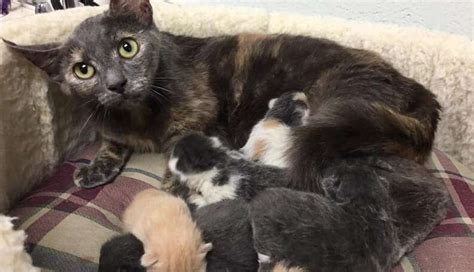 Very Pregnant Cat Arrives At Shelter And Whole Staff Falls In Love