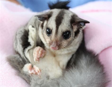 Rescued Glider From Lismore Joins Gold Coast Breeding Program