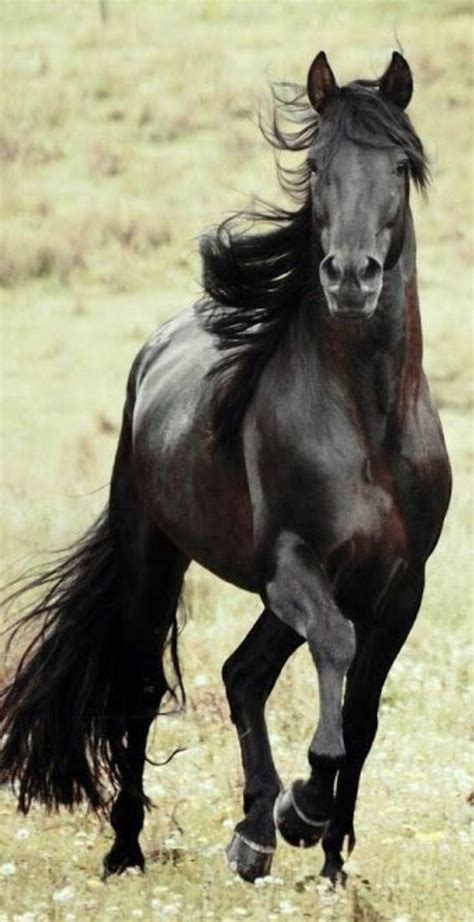 This Horse Is Sincerely A Black Beauty Most Beautiful Horses All