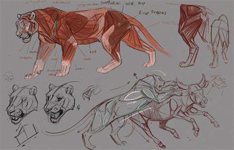Jonathan Kuo Tigers Feline Anatomy Animal Drawings Animal Sketches