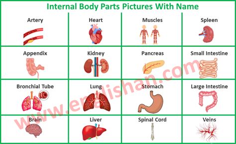 Internal Body Parts Pictures With Name Englishan