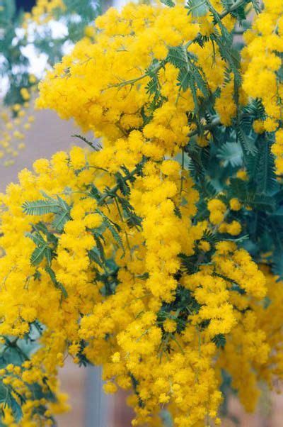 From the dazzling bluebells that cover ancient woodland in the spring to the bright meadows bursting with buttercups in the summer, wild woodland is home to some of the uk's rarest flowering plants. Acacia baileyana. Mimosa. Small Spring flowering tree. Use ...