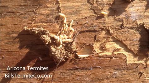 Arizona Termites Youtube